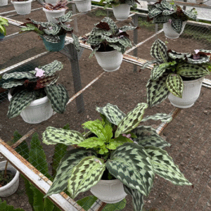 kidney beans organic