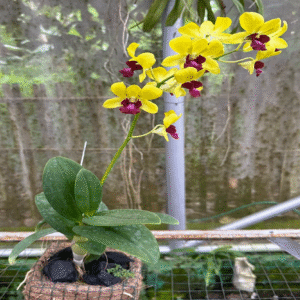 Dendrobium Burana Gold