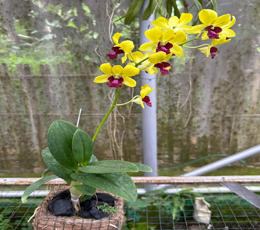 Dendrobium Burana Gold Dendrobium Burana Gold