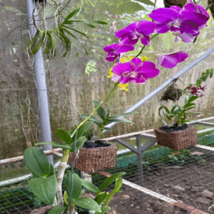 wheat from organic farms