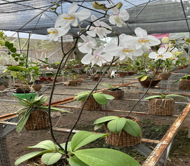 farm fresh eggs farm fresh eggs