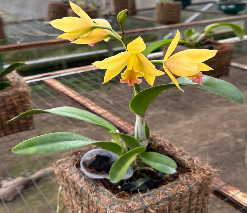 fresh orange juice fresh orange juice