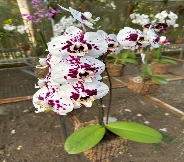 organic face scrub organic face scrub