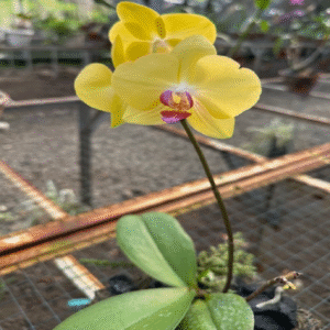phaleonopsis fuller sunset