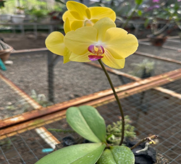 phaleonopsis fuller sunset phaleonopsis fuller sunset