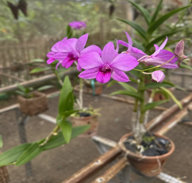 natural extracted olive oil natural extracted olive oil