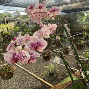 phaleonopsis polkadots varian wild peach