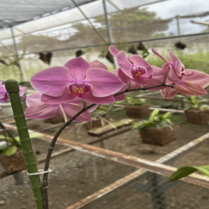 phaleonopsis thai lin red angel