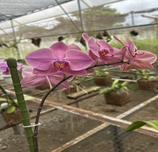 phaleonopsis thai lin red angel phaleonopsis thai lin red angel